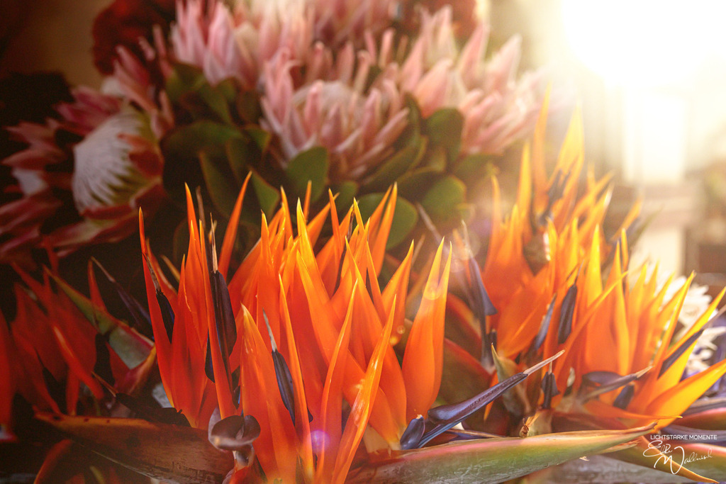 Mercado dos Lavradores; Funchal; Madeira | Herzlich willkommen auf meiner Seite! Ich bin Elke Wallnisch, Deine Fotografin für lichtstarke Momente. Der Name steht für alles, was mich mit der Fotografie verbindet: Das Licht und seine machtvolle Wirkung auf eine Situation oder unsere Stimmung - Realisiert mit Pictrs.com