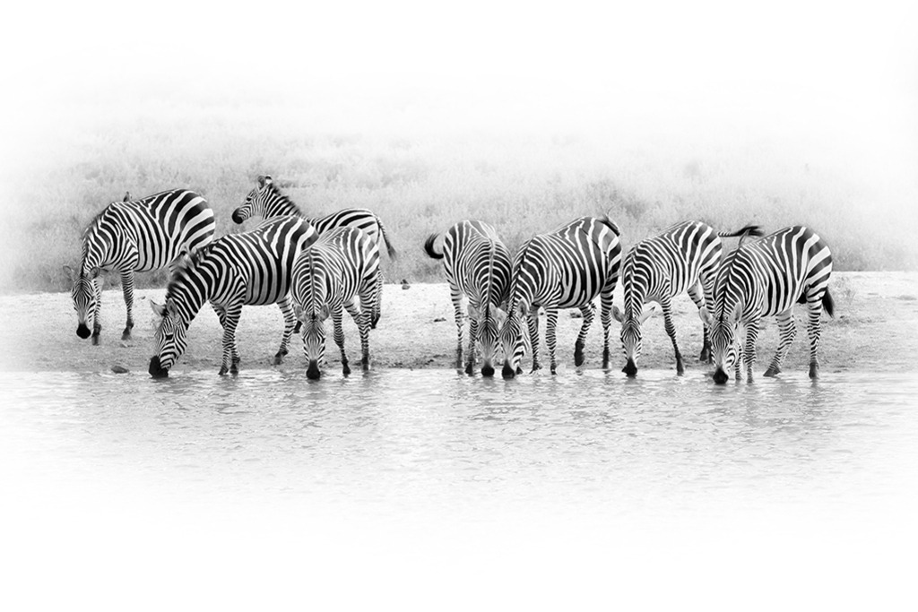Zebras an der Wasserstelle (Schwarz-Weiß) | Kenia | Premium-Wandbild von justsomewhere.com: Eine künstlerische High-Key-Schwarz-Weiß-Aufnahme einer Zebraherde, die an einer Wasserstelle in Kenia trinkt, eingebettet in einen weichen, harmonischen Übergang zu reinem Weiß. - Realisiert mit Pictrs.com