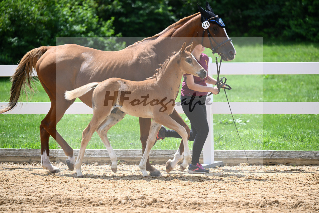 Kat-Nr. 23 Valenziano x Unbekannt_Ganswindt_27140720 | hf-fotografie - Realisiert mit Pictrs.com