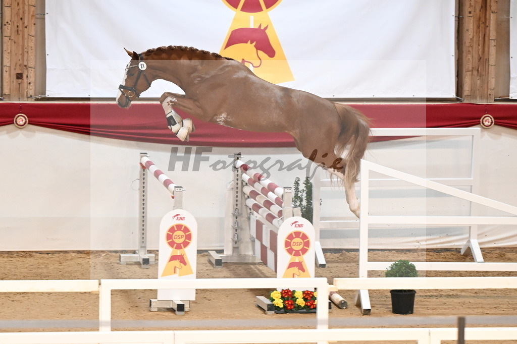 Kat.-Nr. 21 v. Emerald van het Ruytershof_Wiedemann_3261704 | hf-fotografie - Realisiert mit Pictrs.com