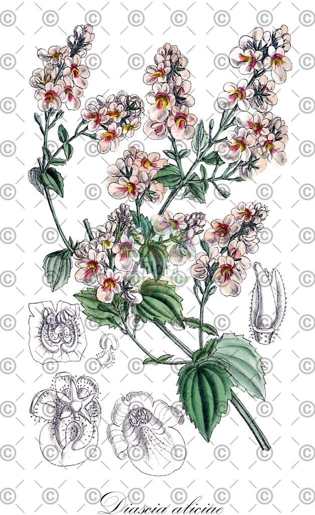 HistAbb_wfo-0000644836_1_ENZY_Simple | Historische Abbildung von Diascia aliciae - Scrophulariaceae | Historical Illustration of Diascia aliciae - Scrophulariaceae