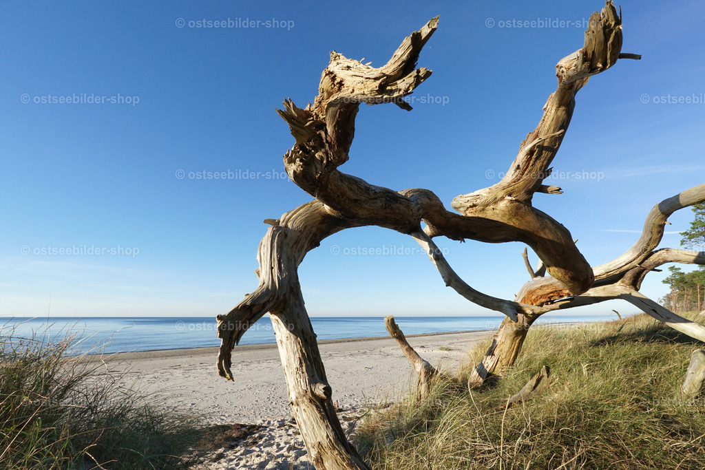 Verwitterte Baumkrone | Der Wind hat hier ein skurilles Kunstwerk geformt. Die winterlichen Sturmfluten, die beständig an der Küste nagen, haben  Bäume entwurzelt und abrutschen lassen, so dass man immer wieder auf Ansammlungen von Baumskeletten trifft, die wie ein Geweih aussehen.
