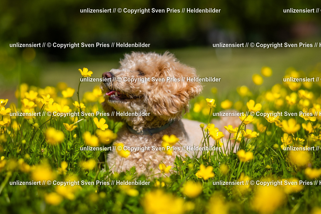 Hunderennen_April_2026_21 | 2026-04-26 - Hunderennen Baden-Oos April 2026 - Realisiert mit Pictrs.com