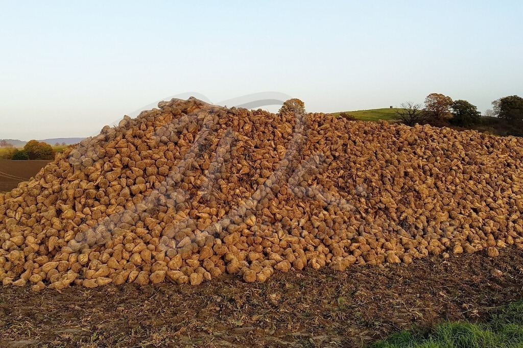 AgrarArt-RÜBENMIETE_155451b | #001 | Modell: Darky | Foto: Carsten Dauer - Realisiert mit Pictrs.com