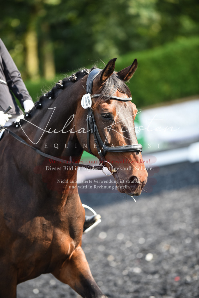 DSC_3284 | Pferde- und Turnierfotografie in Westsachsen. Pferdeportraits, Auftragszeichnungen und intuitive Kunst.