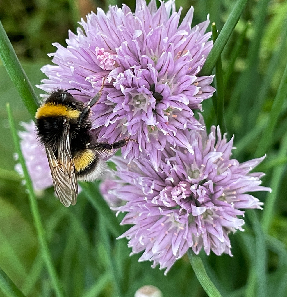 Wandbild Flauschige Hummel – Naturfotografie Makro Kunstdruck | Bringe die lebendige Schönheit der Tierwelt direkt in dein Zuhause! Diese faszinierende Makroaufnahme fängt eine flauschige Hummel beim Blütenbesuch in beeindruckender Detailschärfe ein. Die lebendigen Naturfarben und der sanft verschwommene Hintergrund machen dieses Bild zu einem harmonischen Kunstwerk für deine Wände. Ideal als ausdrucksstarkes Poster für die Küche, als Leinwand im modernen Landhausstil oder als farbenfroher Akzent im Esszimmer und Wohnbereich. Jetzt direkt im Fotografie-Shop von trendpulsecreator in Galerie-Qualität sichern! - Realisiert mit Pictrs.com