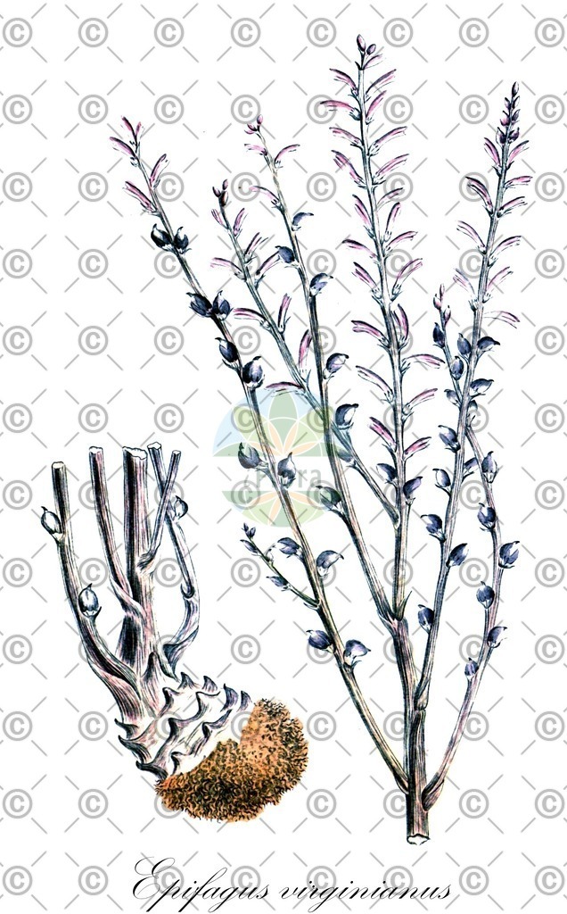 HistAbb_wfo-0000668626_1_ENZY_Simple | Historische Abbildung von Epifagus virginianus - Orobanchaceae | Historical Illustration of Epifagus virginianus - Orobanchaceae