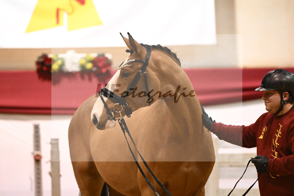 Kat-Nr. 20 Der Terminator RR x Balou du Rouet_Eichler_43231210 | hf-fotografie - Realisiert mit Pictrs.com