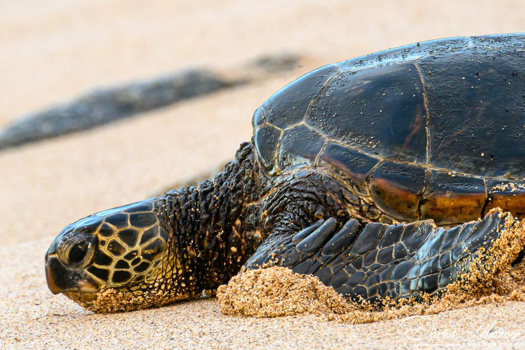 DSC_8265 | Fotografien, Fotos und Bilder aus Mainz, Frankfurt, Wiesbaden und anderen Orten auf der Welt - Fotografiert von Darius Metzner