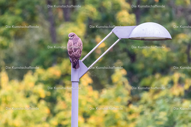 Manuela Strombach-Gauss-0928 | Kunstdruck-Postkarten von, analog und digital, handgemalten Postkarten und Bildern.
Außerdem Fotoprodukte in verschiedenen Ausführungen.
 - Realisiert mit Pictrs.com