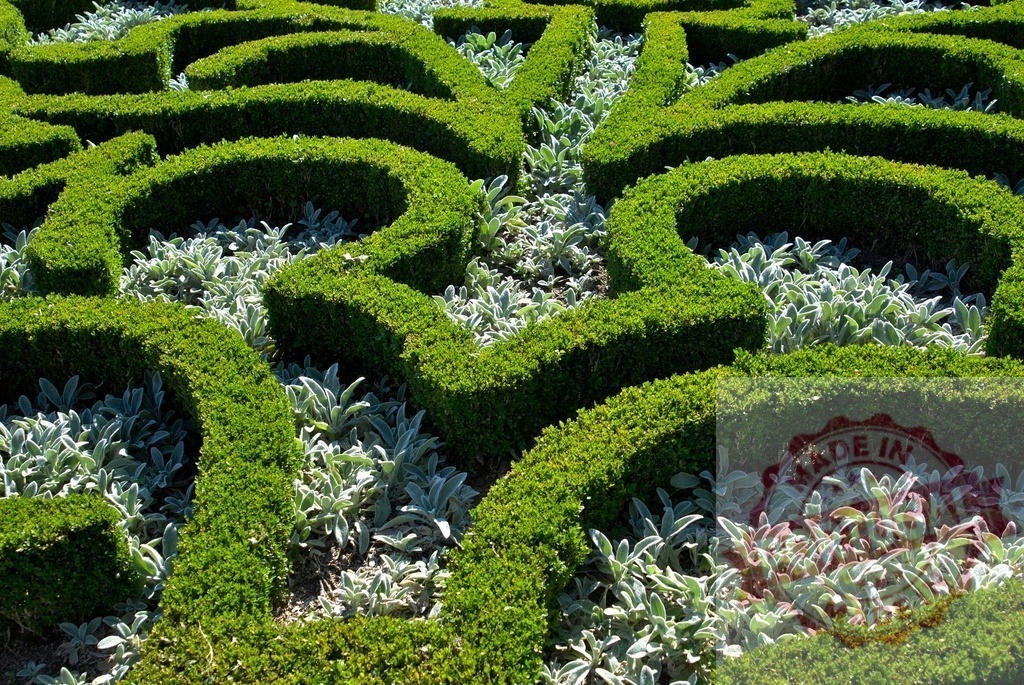 Meticulously manicured hedges creating intricate patterns in a formal garden | Low hedges forming a geometric design and contrasting with silvery foliage in a well-maintained garden - Realisiert mit Pictrs.com
