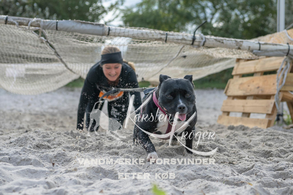 1154_ZZ99492 | kk-dogfotos