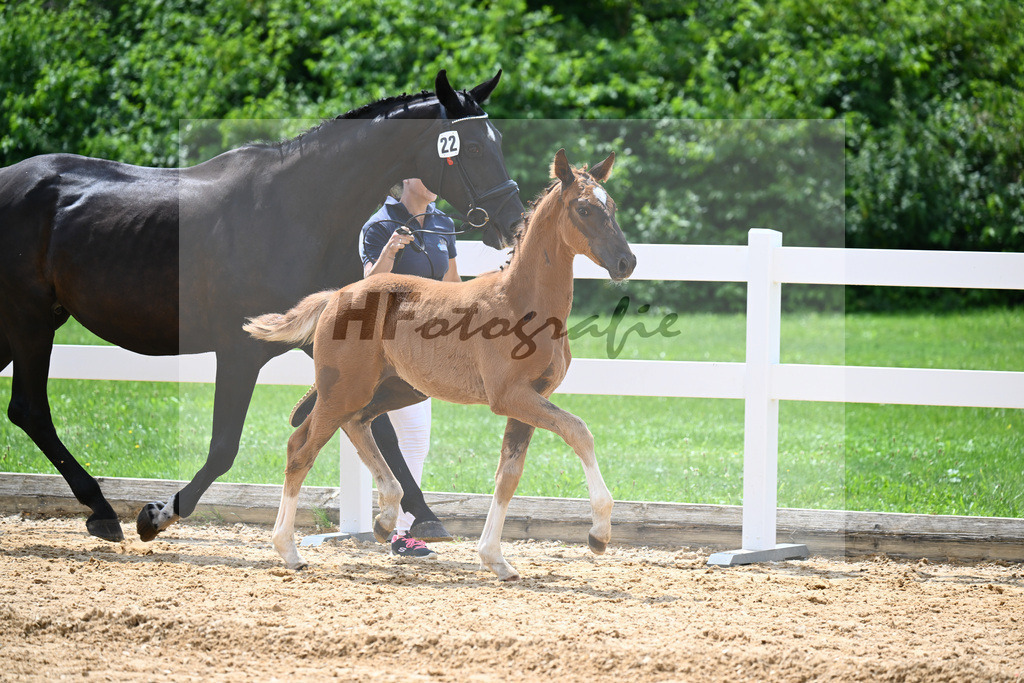 Kat-Nr. 22 Valenziano x Delacroix Rose_Schuster_27140697 | hf-fotografie - Realisiert mit Pictrs.com