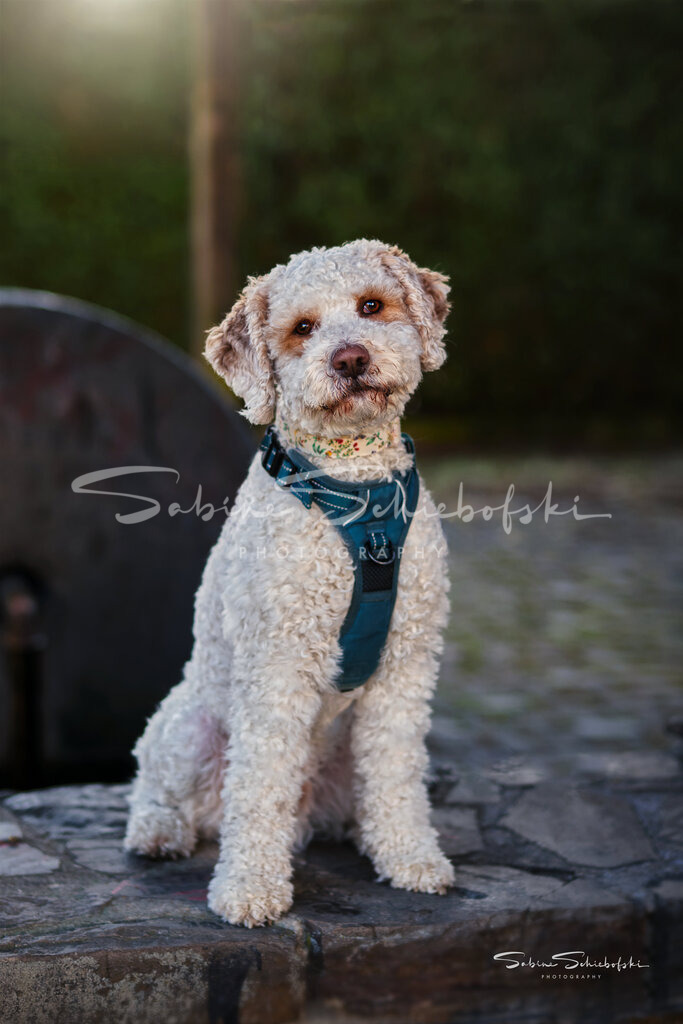 "Emil" - Goldendoodle | People- und Tierfotografie, Imageaufnahmen, Veranstaltungsfotografie und Wandbilder aus der Natur ★ Made in Germany ✔️ Druck + Downloads ✔️ Naturfotografie in Top Qualität ★ schneller Versand, weltweite Lieferung! - Realisiert mit Pictrs.com
