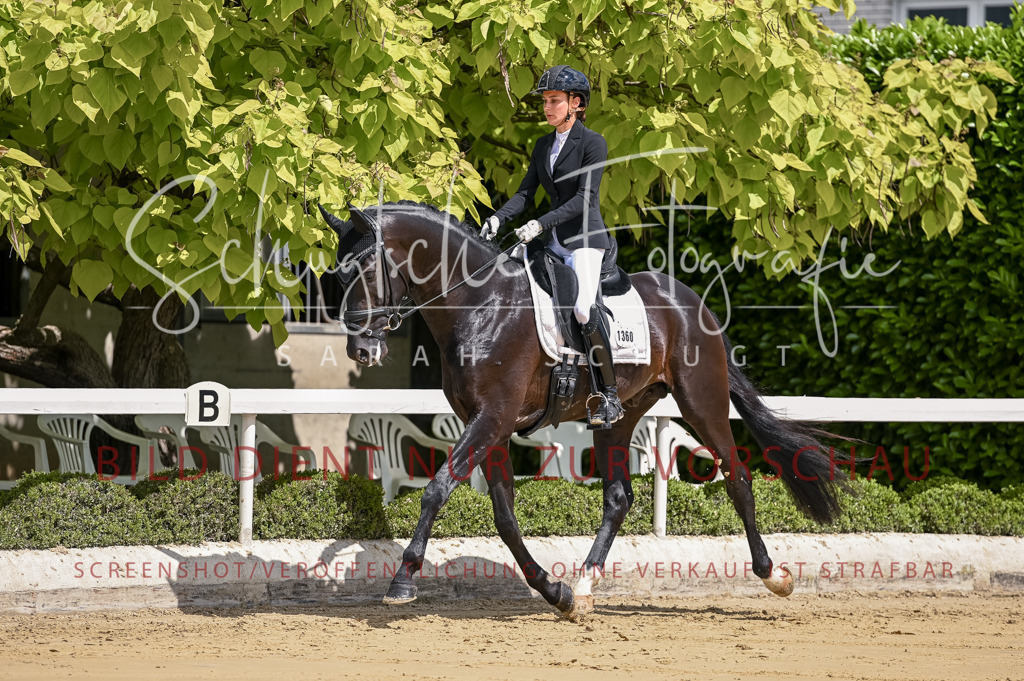 Schugtsche-Aluta25-48.Reitpferfdeprf.-70 | Schugtsche Fotografie - Realisiert mit Pictrs.com