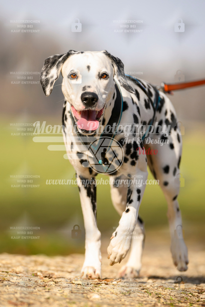 MompixPhotography_6ReiatRennen2026_SA_HappyDog-98 | PayLife