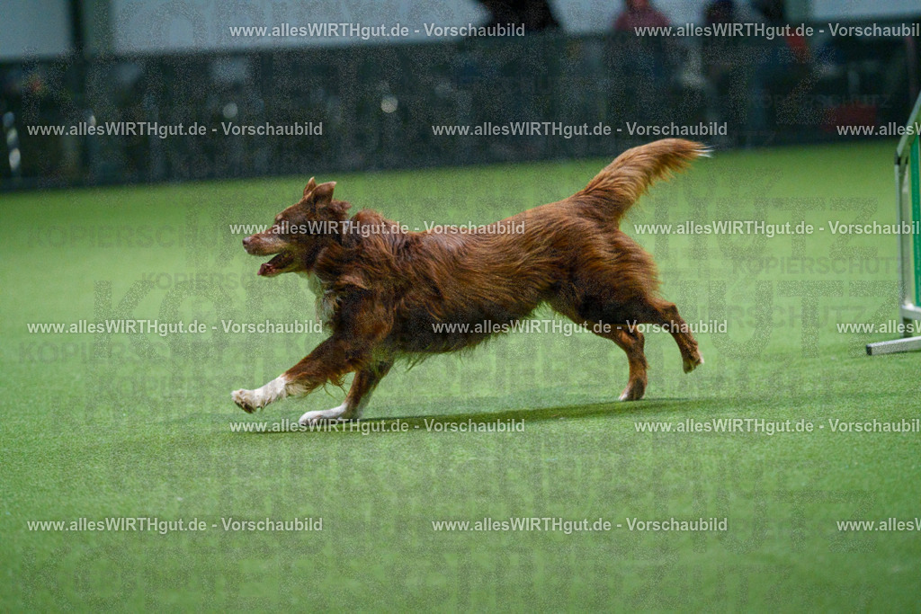 7R500882 | Professionelle Tierfotografie in Mönchengladbach von Daniel Wirth (allesWIRTHgut). Liebevolle & natürliche Bilder von Hunden & Katzen für unvergessliche Erinnerungen.