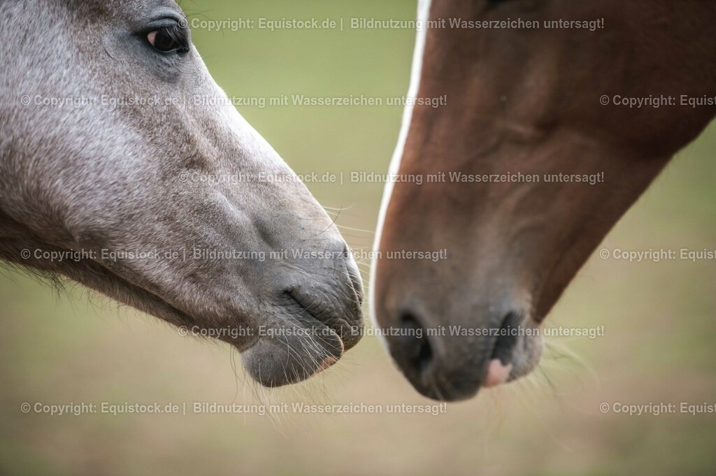 20201005_Fohlen_0069 | equistock