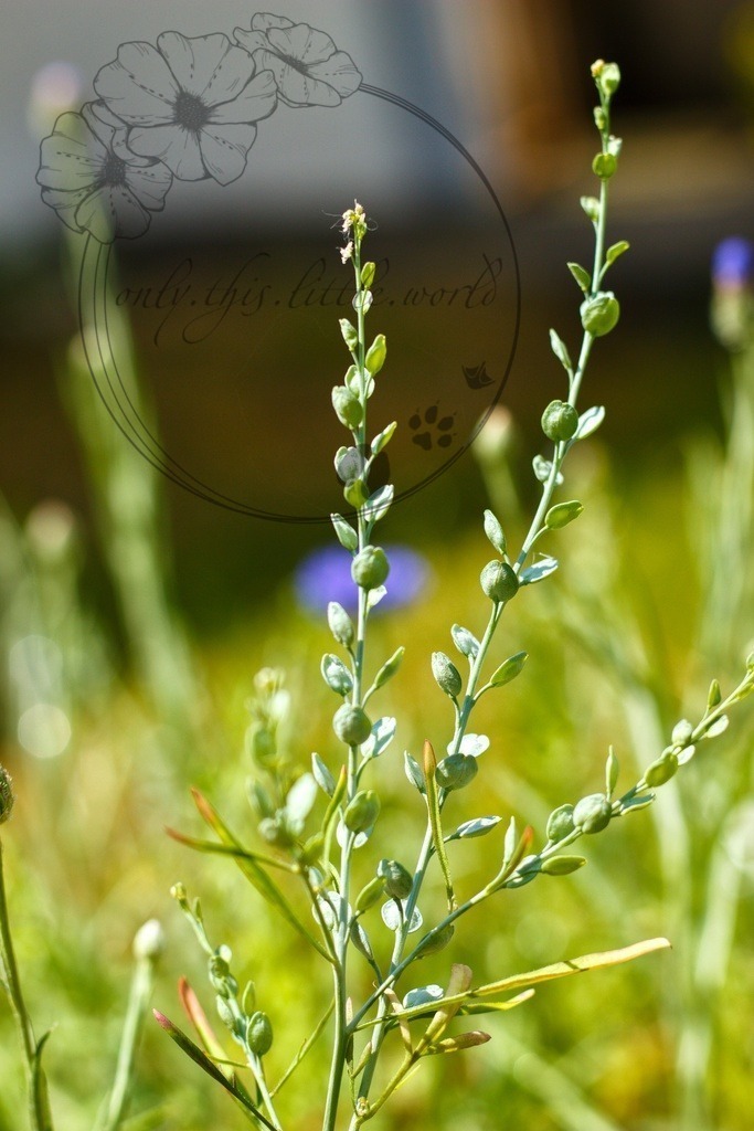 IMG_3318-01 | only.this.little.world - Realisiert mit Pictrs.com