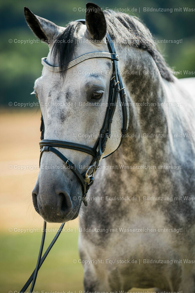 20150806_fischer_Daily_Impressed_0001 | equistock