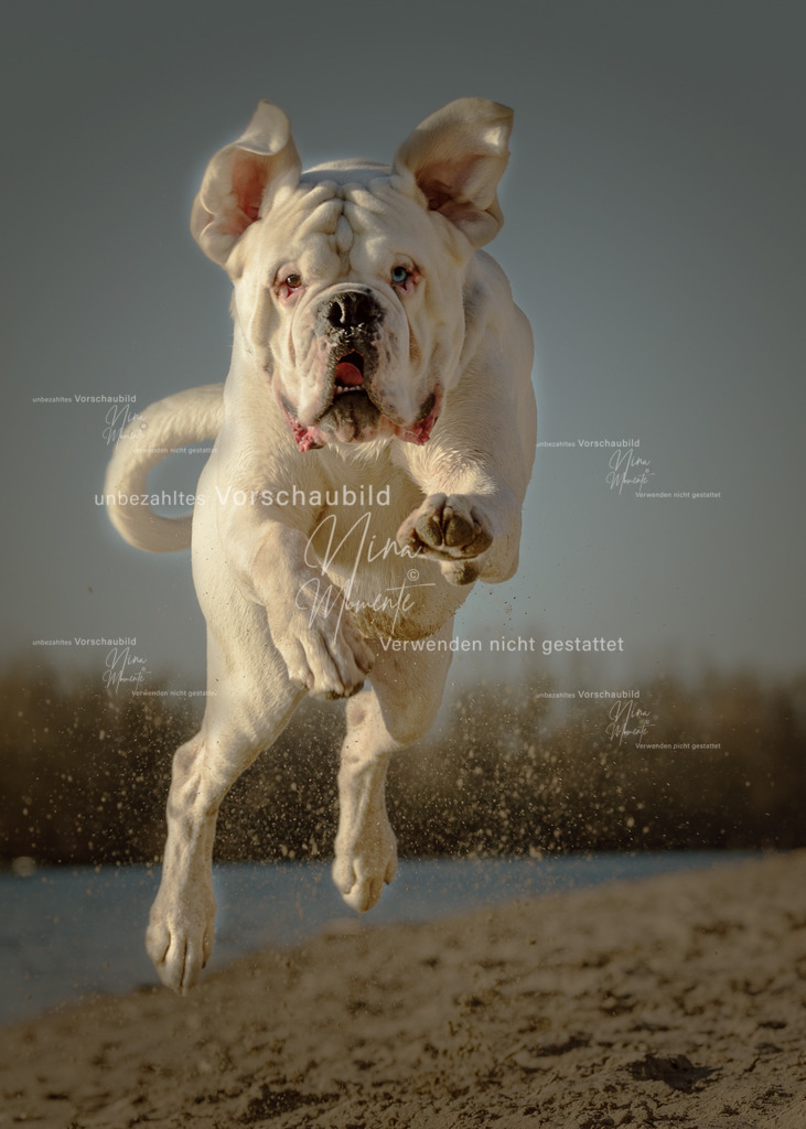 216A4693-1 | Einzigartige Fotos von Hunden & Menschen –Actionfotos, Portraits, Vereinsaufnahmen & Paarshootings – authentisch, lebendig & mit Herz.