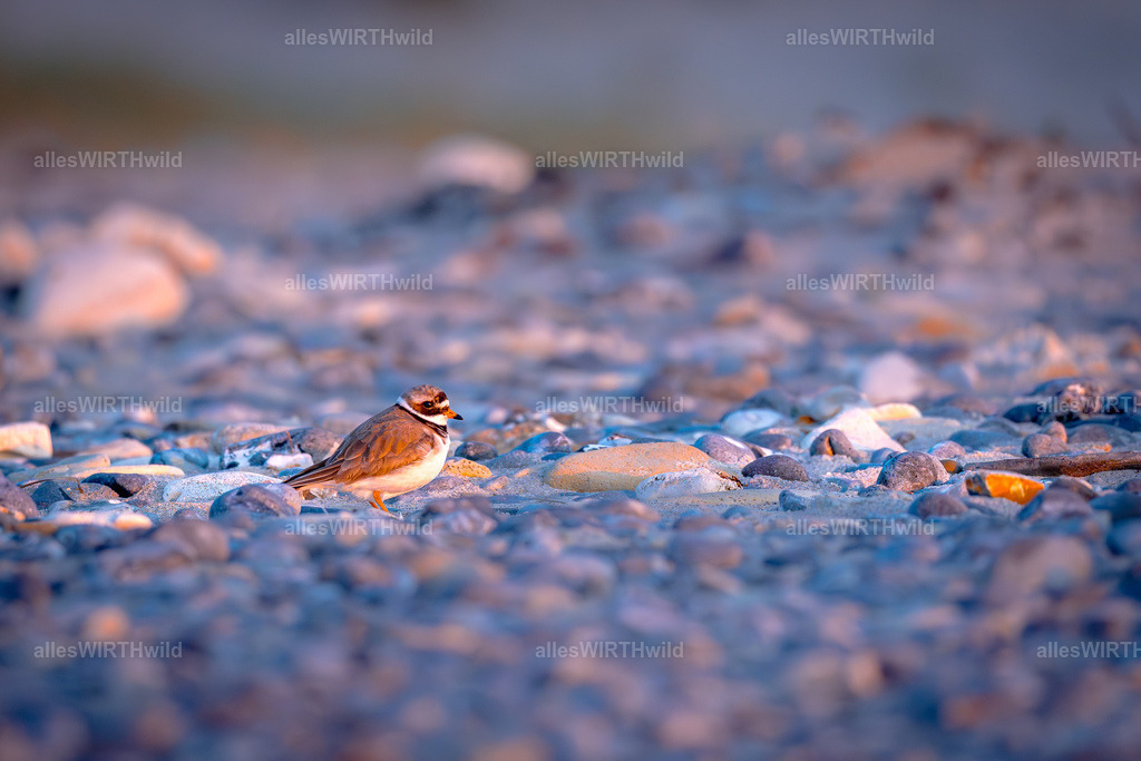 allesWIRTHgut Tierfotografie - www.allesWIRTHwild.de - 7IV04439 | Entdecke die faszinierende Welt der Natur- und Wildlife-Fotografie von Daniel und Bärbel. Inspirierende Bilder von wilden Tieren und kleinen Naturwundern.