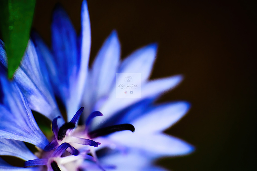 Makro - floral (69) | Buche Fotoshootings und entdecke hochwertige Fotoprodukte bei Mathias Ku Photos. Personalisiert, kreativ & mit Liebe zum Detail. Jetzt informieren! - Realisiert mit Pictrs.com