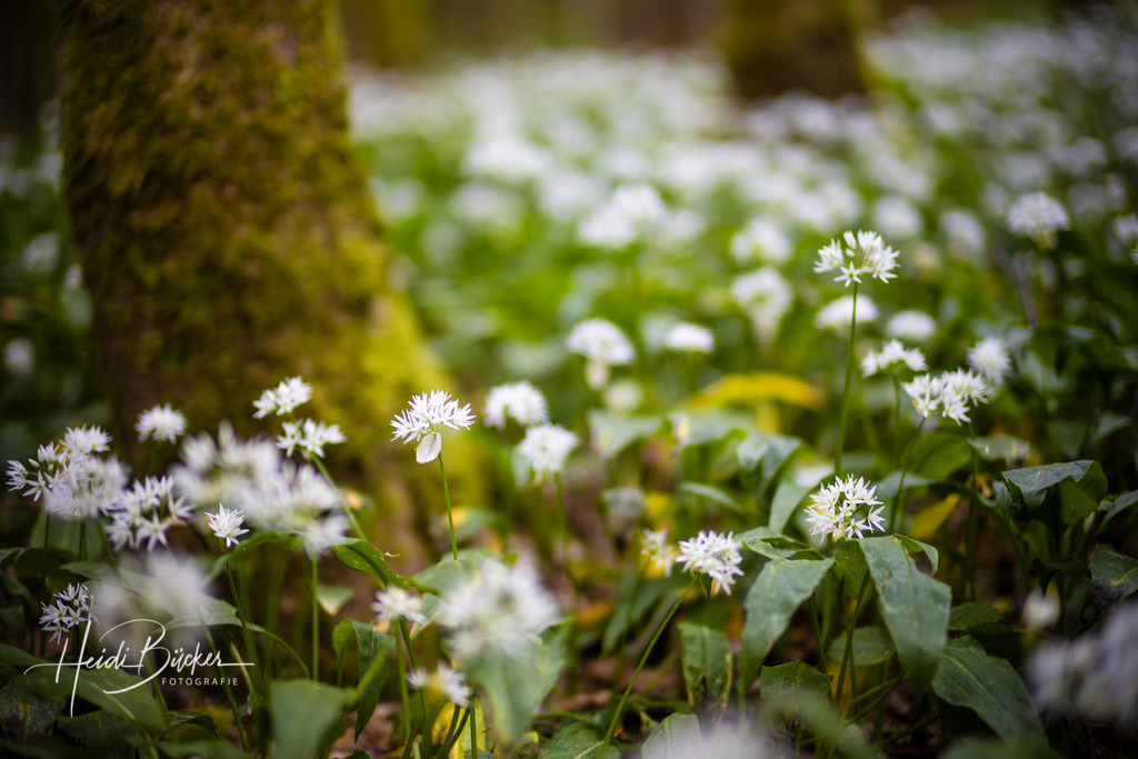 Blühender Bärlauch  | Blühender Bärlauch - Realisiert mit Pictrs.com