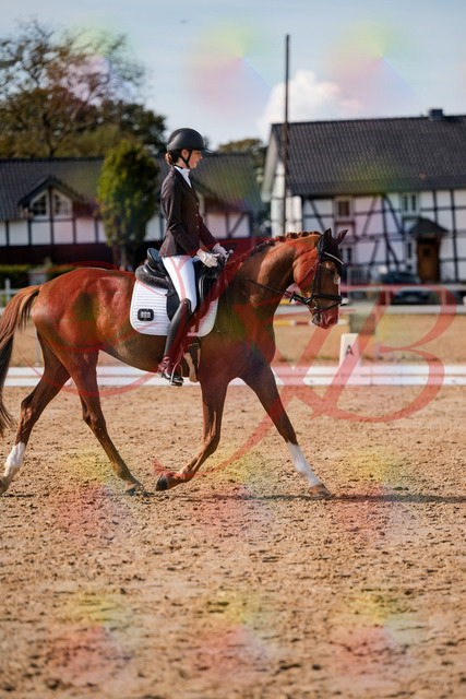 2026_10_03_Siefer-Hof_132841_Z63_89681273 | Professionelle Reitsport-, Turnier- und Eventfotografie von Robert Broda. Galerien mit ausgewählten und bearbeiteten Bildern direkt online ansehen und bestellen.