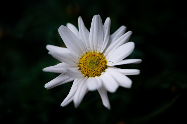 Blüte mit dem gelben Stempel einer Margerite | Die weiße Blüte mit dem gelben Stempel einer Margerite (Leucanthemum), Jena, Thüringen, Deutschland - Realisiert mit Pictrs.com