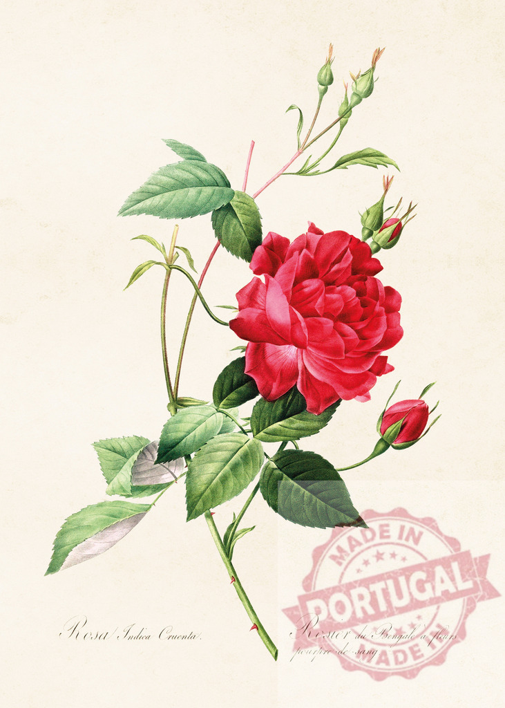Red Bengal rose or Rosa Indica Coccinea blooming with green leaves and buds | Botanical illustration of a red Bengal rose, also known as Rosa Indica Coccinea, showcasing its vibrant bloom, delicate buds, and lush green foliage - Realisiert mit Pictrs.com