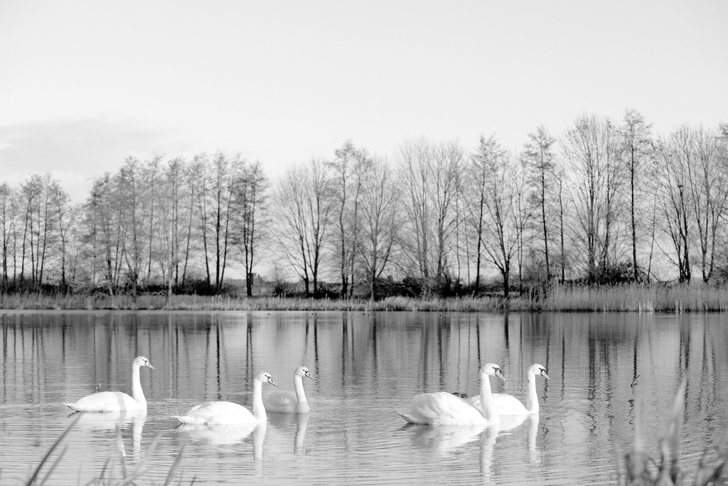 111210-083 | Europa, DEU, Deutschland, Nordrhein Westfalen, NRW, Rheinland, Niederrhein, Kranenburg-Wyler, Alt-Rheinarm, Naturschutzgebiet Wyler Meer, Morgenstimmung, Schwaene, , Kategorien und Themen, Tiere, Tier, Wildtiere, Tierfoto, Tierfotos, Tierphoto, Tierphotos, Tierfotografie, Tierphotographie, Wildlife, Natur, Naturfoto, Naturfotos, Naturfotografie, Naturphoto, Naturphotographie


[Fuer die Nutzung gelten die jeweils gueltigen Allgemeinen Liefer-und Geschaeftsbedingungen. Nutzung nur gegen Verwendungsmeldung und Nachweis. Download der AGB unter http://www.image-box.com oder werden auf Anfrage zugesendet. Freigabe ist vorher erforderlich. Jede Nutzung des Fotos ist honorarpflichtig gemaess derzeit gueltiger MFM Liste - Kontakt, Uwe Schmid-Fotografie, Duisburg, Tel. (+49).2065.677997, archiv@image-box.com, www.image-box.com] - Realisiert mit Pictrs.com