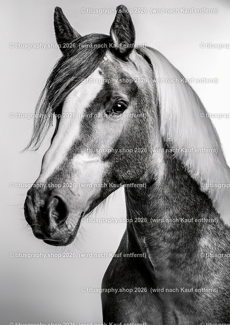 Pferd 033 | titusgraphy-shop: Geschenkideen mit Qualitätsfotos. titusgraphy-shop: gift ideas with quality photos. titusgraphy-shop: idées cadeaux avec photos de qualité.  - Realisiert mit Pictrs.com