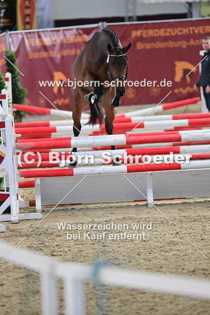 36_Diego de Semilly - Carleyle_790_8144 | Björn Schroeder Pferdefotografie