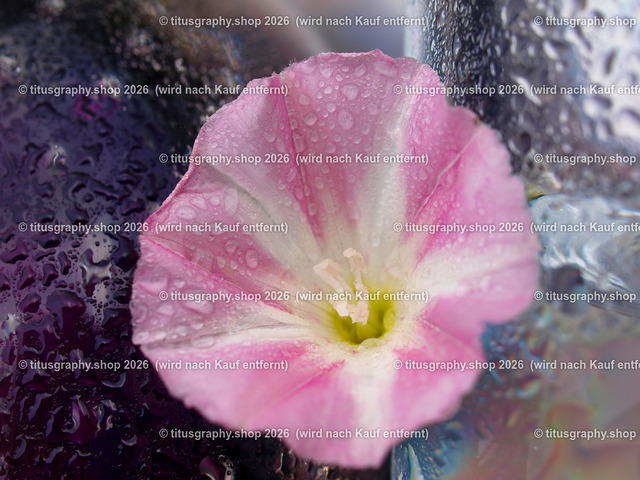 titusgraphy_P6228025-vz-ln | titusgraphy-shop: Geschenkideen mit Qualitätsfotos. titusgraphy-shop: gift ideas with quality photos. titusgraphy-shop: idées cadeaux avec photos de qualité.  - Realisiert mit Pictrs.com