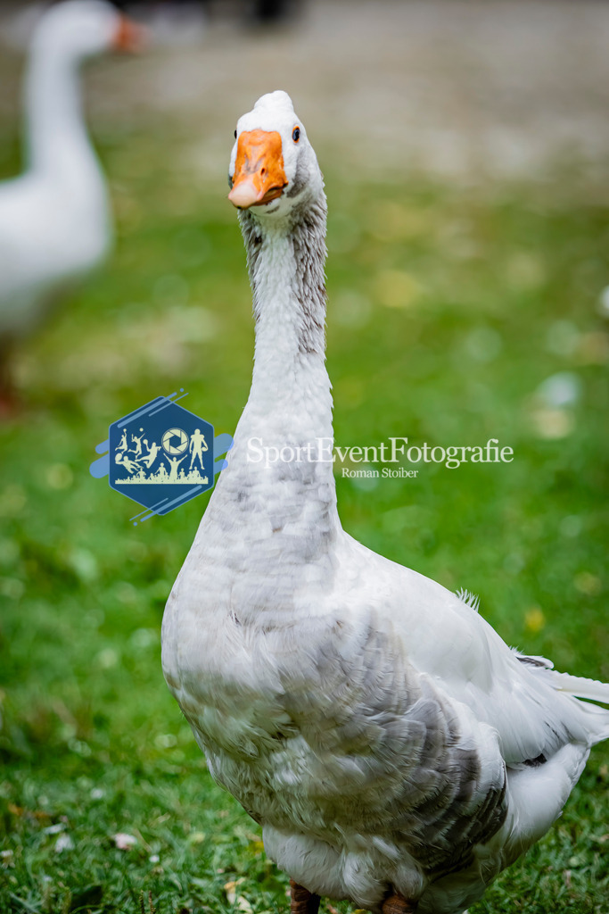 IMG_2754 | SportEventFotografie - Roman Stoiber