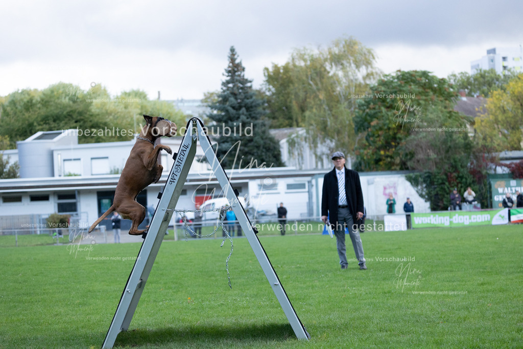 _16A4768 | Einzigartige Fotos von Hunden & Menschen –Actionfotos, Portraits, Vereinsaufnahmen & Paarshootings – authentisch, lebendig & mit Herz.