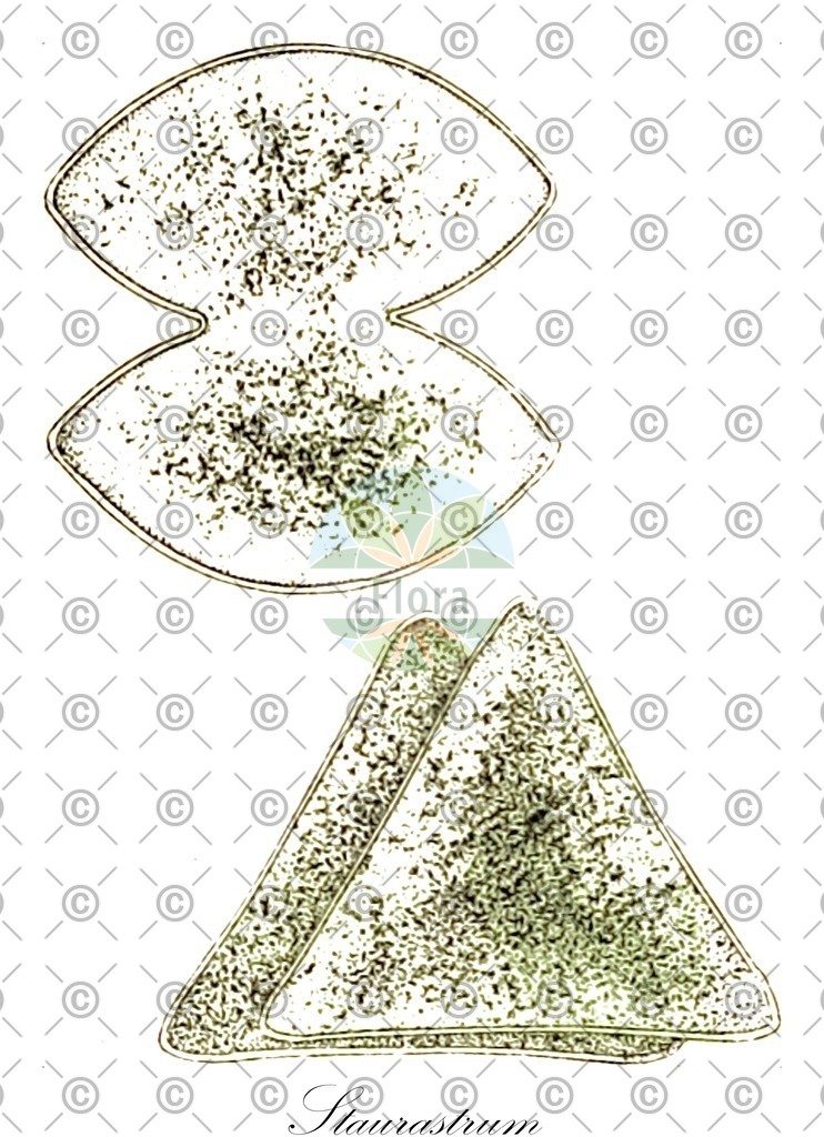 HistAbb_7M23_3_ENZY_Simple | Historische Abbildung von Staurastrum - Desmidiaceae (0) | Historical Illustration of Staurastrum - Desmidiaceae (0)