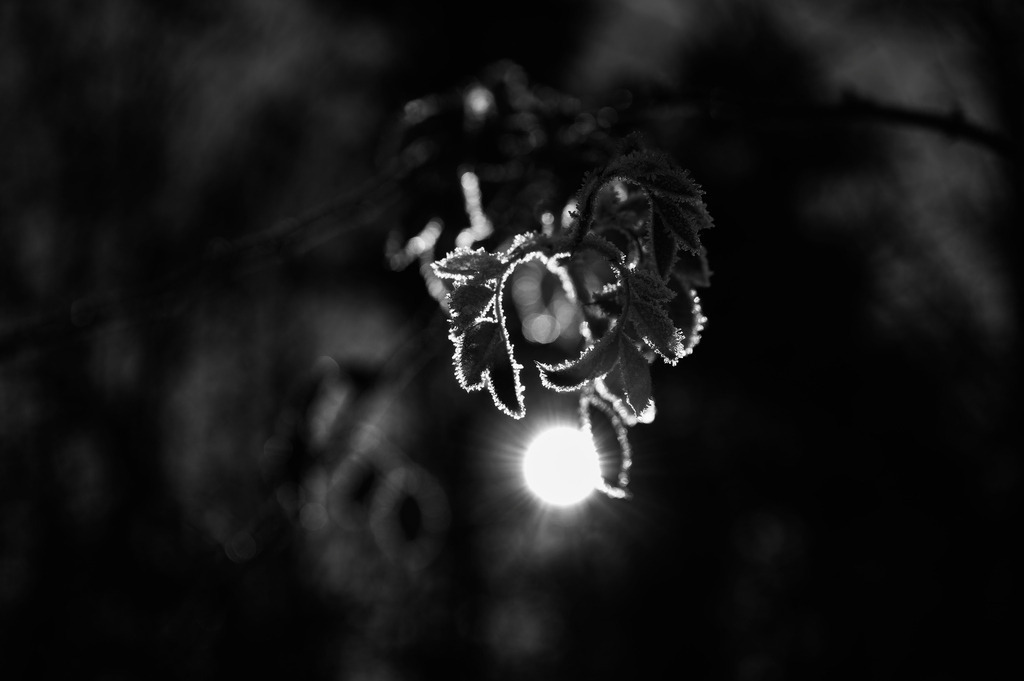 2022_12_17_HETLINGER-SCHANZE_MCP6225 sw | Hochwertig gedruckte Fotografien für die Wand, als Kalender und zum Verschenken. Hamburg & Norddeutschland und überall wo ich mit der Kamera unterwegs war.