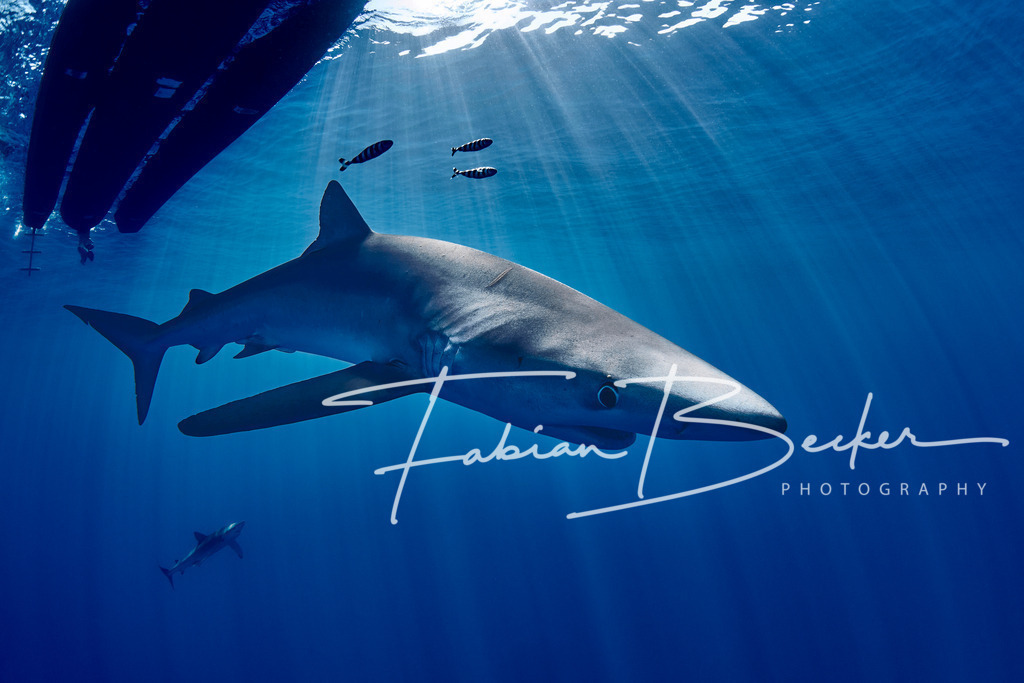 In The Shadows | Einzigartige Wandbilder von faszinierenden Unterwasserwelten. Exklusive Kunst für Empfangsbereiche, Wohnraum oder Wartezimmer. - Realisiert mit Pictrs.com