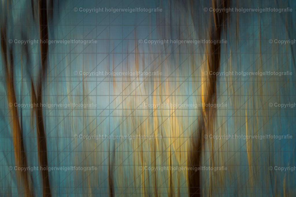 Light and trees and sky | Kaufen sie online außergewöhnliche Fotografien auf Leinwand Acrylglas Fotoprint Aludibond von holgerweigeltfotografie - Realisiert mit Pictrs.com