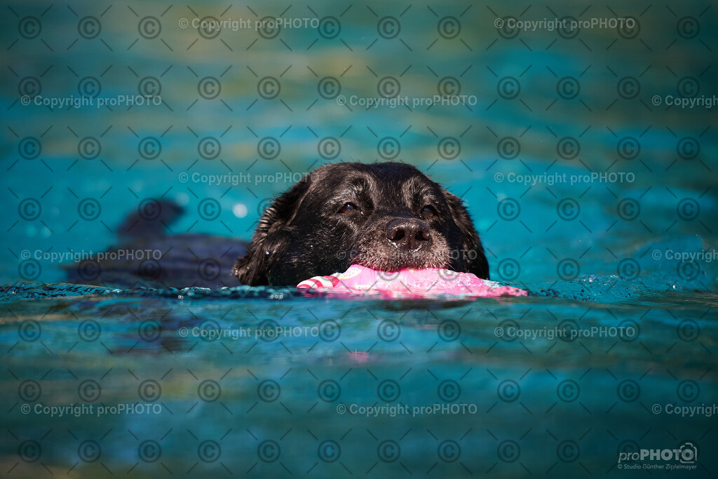 088_202509_4Hundebadetag_NZ9_2367 | proPHOTO - Realisiert mit Pictrs.com