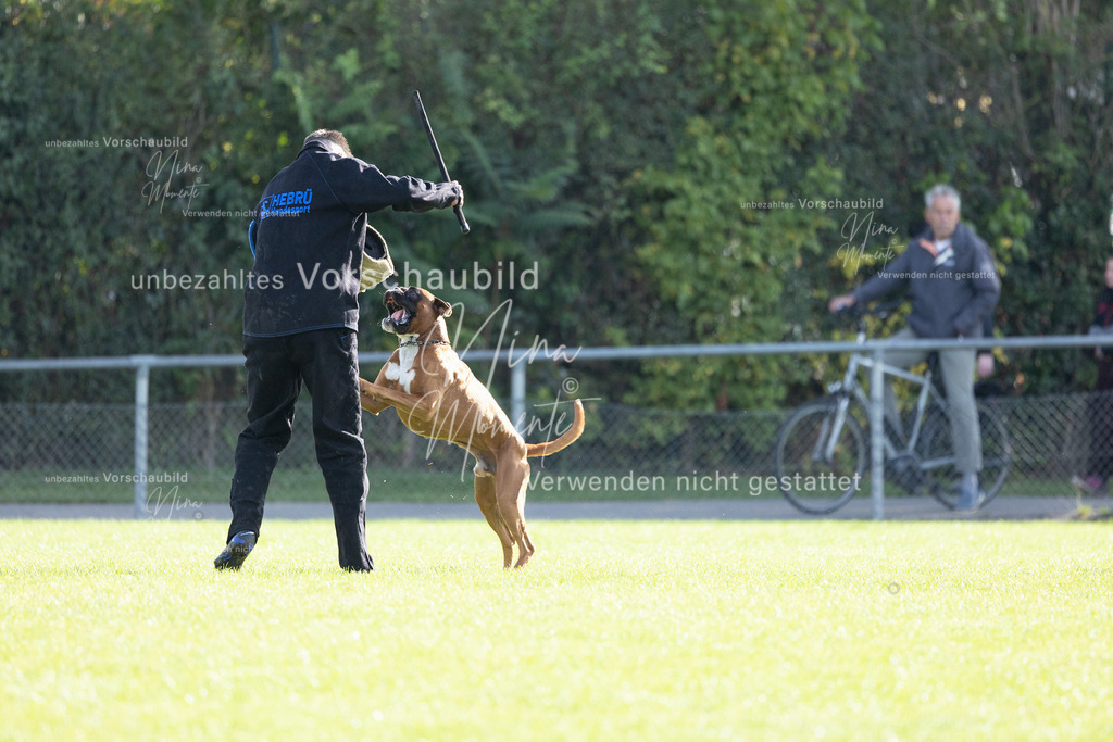 _16A6580 | Einzigartige Fotos von Hunden & Menschen –Actionfotos, Portraits, Vereinsaufnahmen & Paarshootings – authentisch, lebendig & mit Herz.