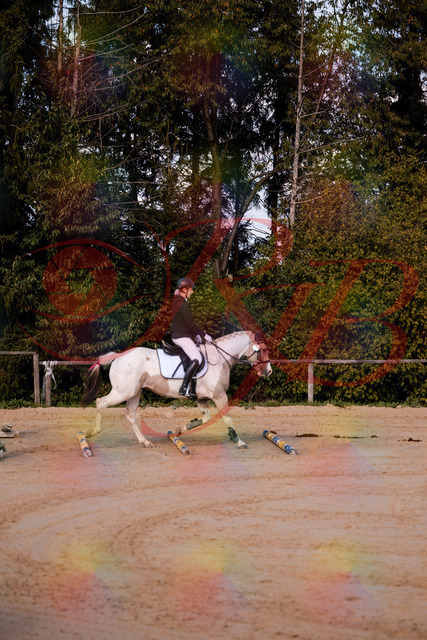 2026_10_03_Siefer-Hof_144156_Z81_14393516 | Professionelle Reitsport-, Turnier- und Eventfotografie von Robert Broda. Galerien mit ausgewählten und bearbeiteten Bildern direkt online ansehen und bestellen.