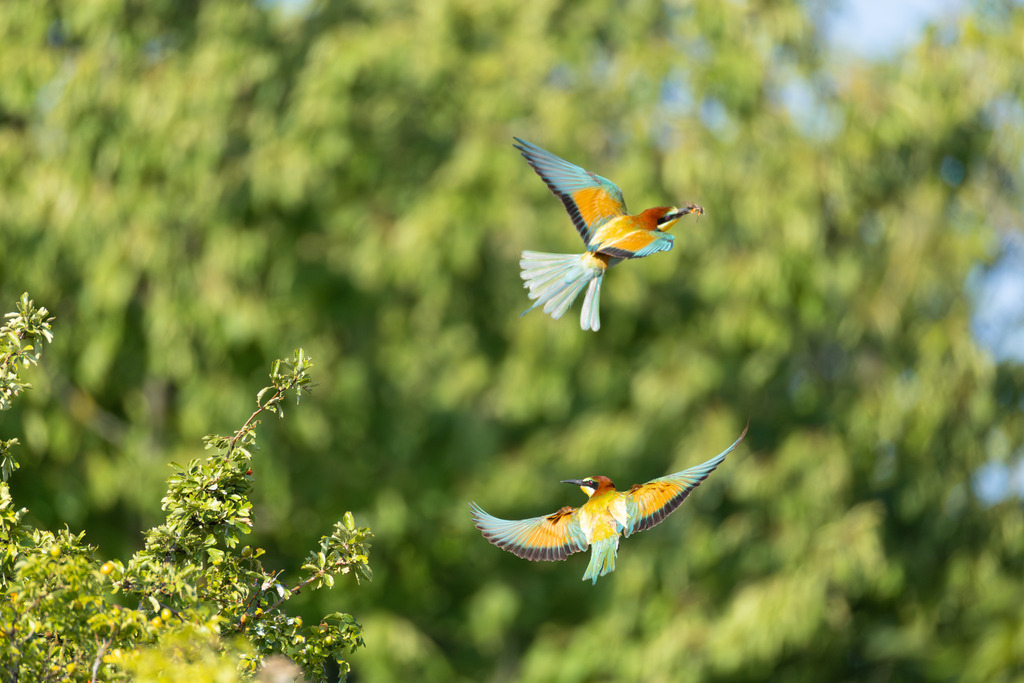 Der Bienenfresser | Der Bienenfresser ist zweifellos einer der auffälligsten und farbenprächtigsten Vögel Europas, der durch sein exotisches Aussehen an Vögel aus tropischen Regionen erinnert. Er gehört zur Familie der Bienenfresser (Meropidae), von denen er die einzige Art ist, die regelmäßig in Europa brütet. - Realisiert mit Pictrs.com