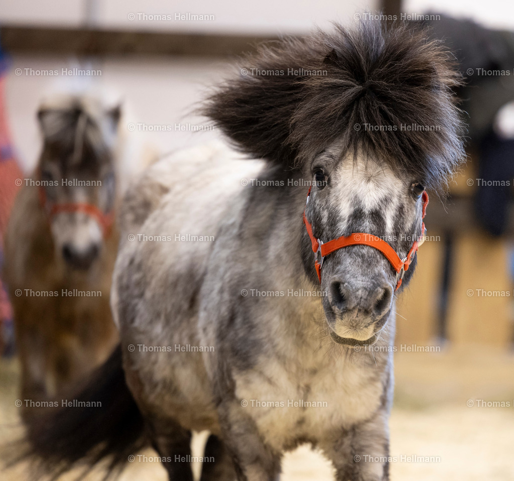 TH_Ausstellung_26488 | EQUITANA 2025 am 06.03.25 in Essen