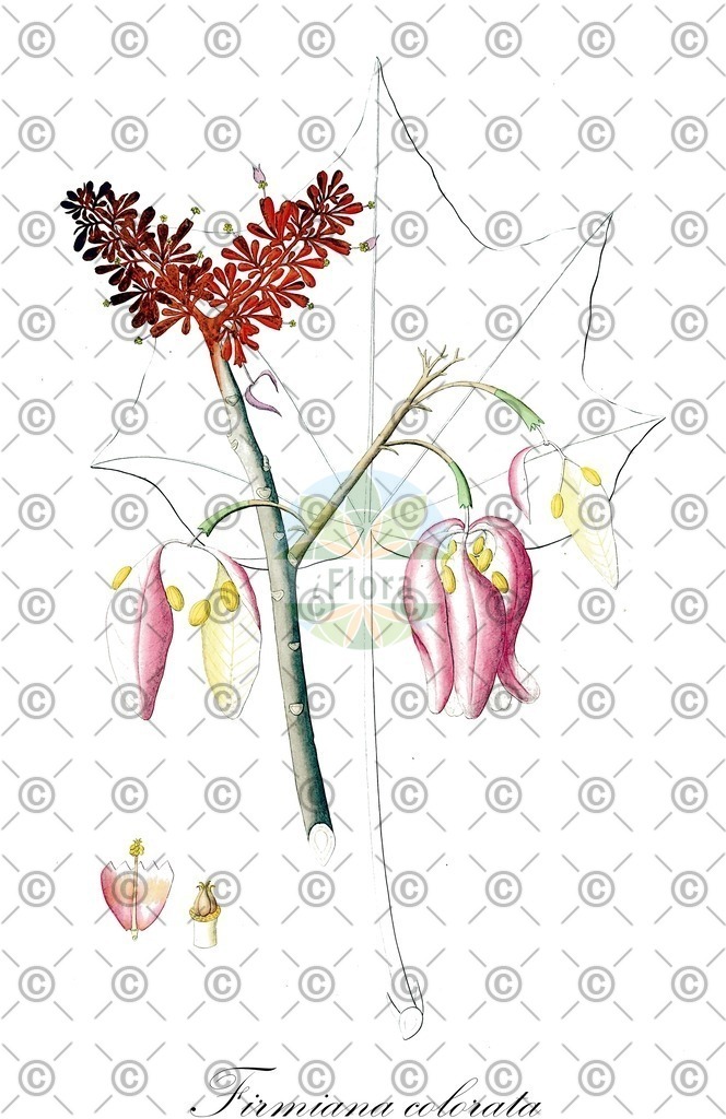 HistAbb_wfo-0000691108_1_ENZY_Simple | Historische Abbildung von Firmiana colorata - Malvaceae | Historical Illustration of Firmiana colorata - Malvaceae