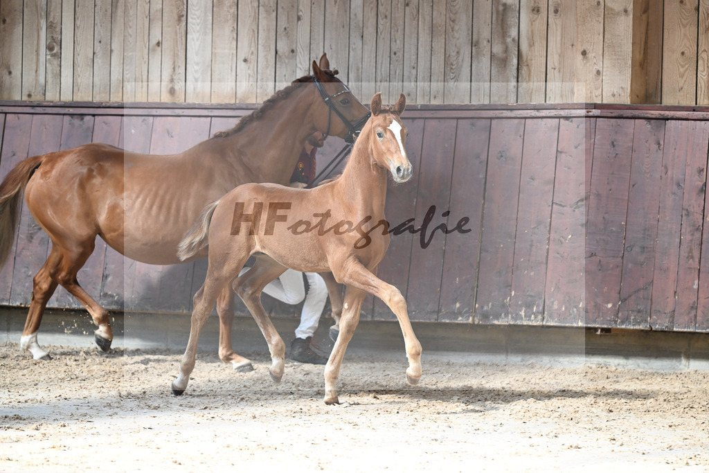 Kat-Nr. 10 Va Bene x Escolar_HF_Reisacher_25250365 | hf-fotografie - Realizzato con Pictrs.com