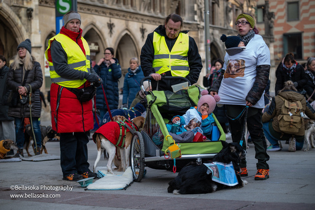 Galgomarsch2026-171 | Augenblicke kommen und gehen, Erinnerungen bleiben. Als Tierfotografin schaffe ich liebevolle Erinnerungen an unsere tierischen Familienmitglieder, ohne Stress und Druck.
Buchbar für den Raum München und Landkreis Dachau  - Realisiert mit Pictrs.com