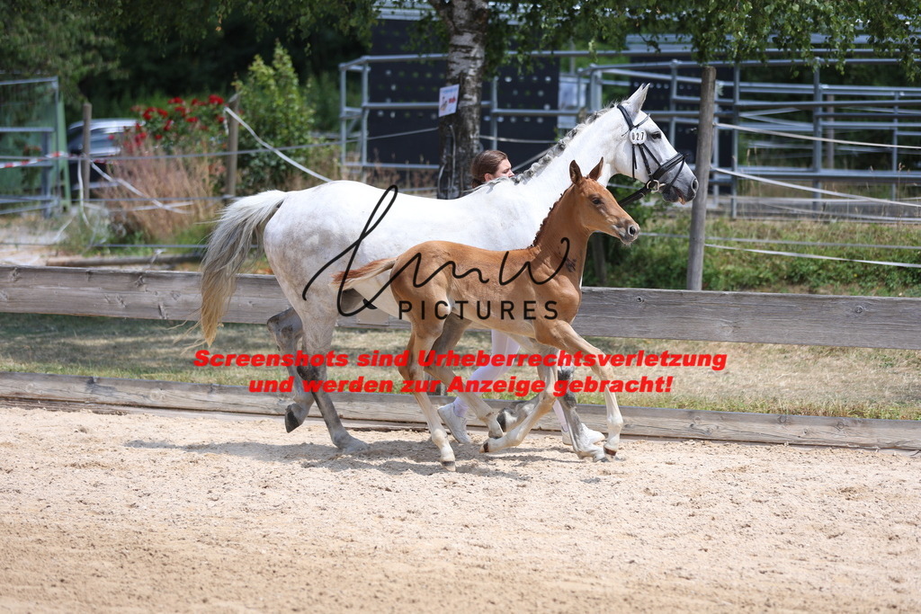 Fohlenschau_Schwäbisch_Hall_springbetonte_Fohlen_KN 27_7 | lmwpictures - Realisiert mit Pictrs.com